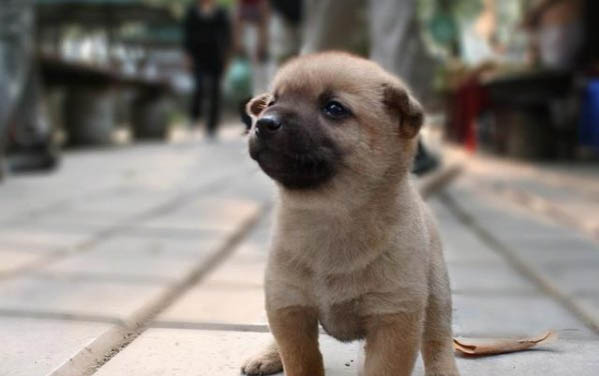 狗狗睡觉的时候抽一抽是什么原因