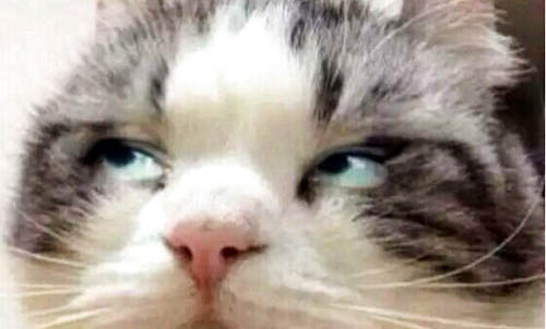 猫咪的爪子里含有病毒吗
