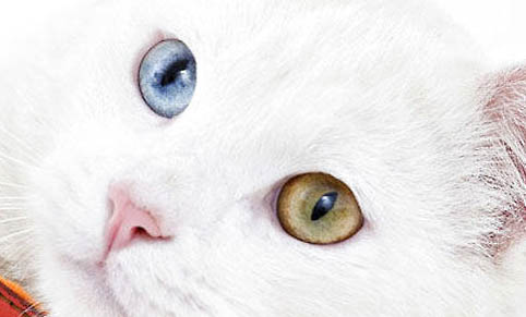 猫得了猫癣的症状有哪些