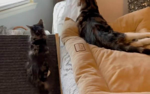养猫后身上痒是什么原因