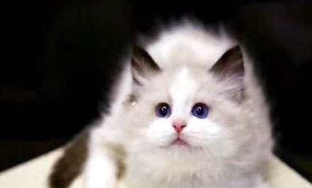 猫咪得急性肾衰竭原因