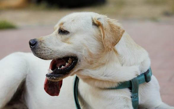 克伦伯猎鹬犬的寿命一般是多久