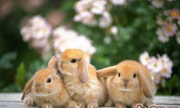 幼年兔子怎么分辨公母