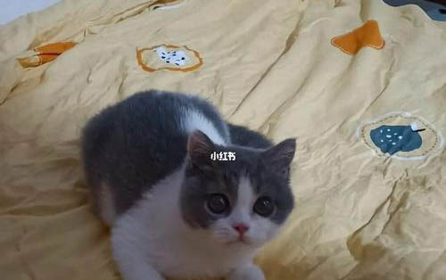 猫咪对主人有感情吗