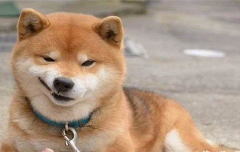 柴犬跟秋田犬的区别