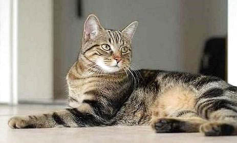 英国短毛猫有哪些缺点