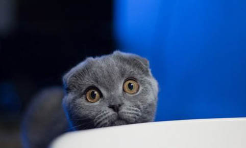 猫咪眼皮红肿掉毛