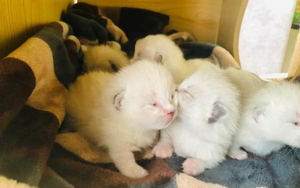 为什么蛇怕猫