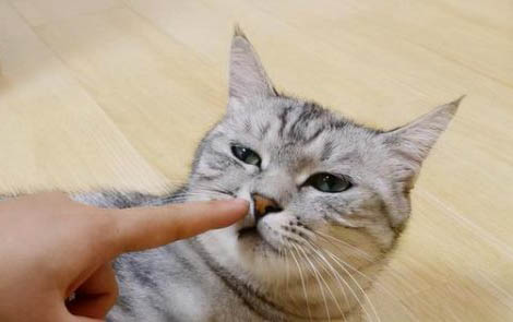 小猫脐带不剪碍不碍事？