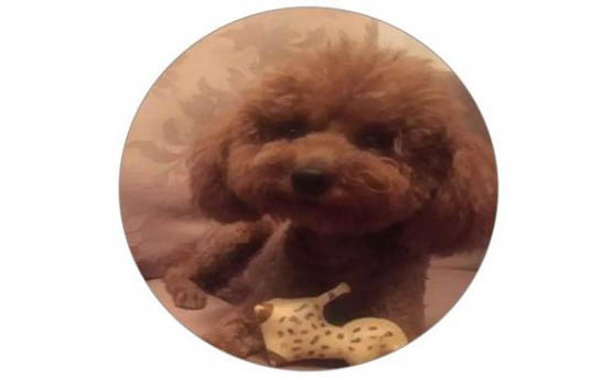 狗狗定时定量喂养注意事项