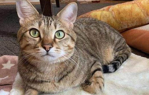 请问猫咪呕吐的原因及处理方法?