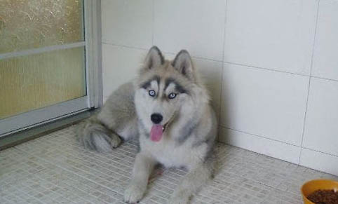边牧检测出来有犬瘟能活多久