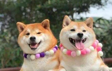 柴犬喂多少一天喂几次
