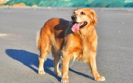 金毛犬的几种颜色