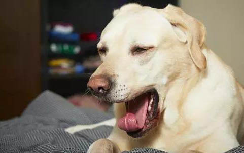 狗狗双甲脒中毒能不能自愈?