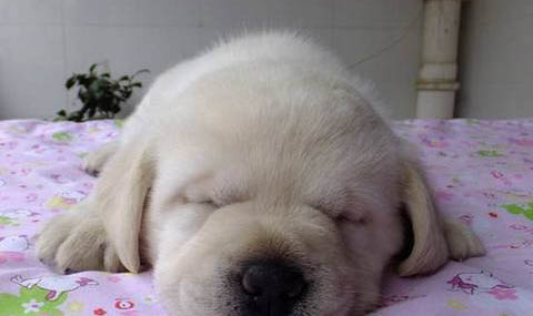 拉布拉多寻回犬太瘦原因