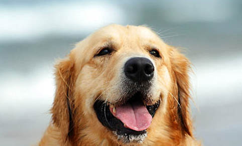 狗狗能吃头孢消炎吗，狗狗吃头孢消炎吃多少