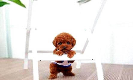 泰迪犬口臭厉害怎么解决