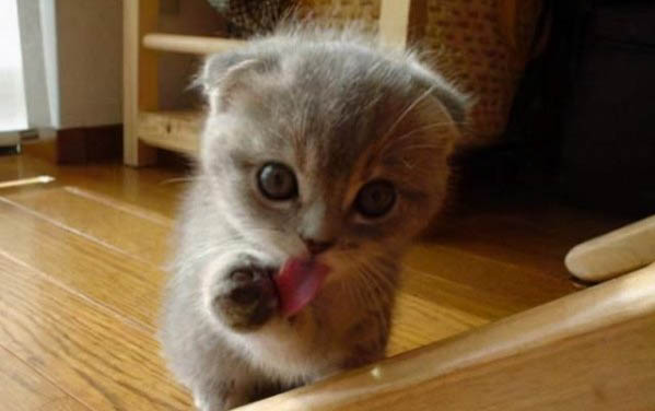 如何让小奶猫亲近自己?