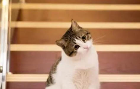 得了狂犬病的猫咪多久会死