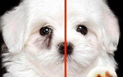 泰迪犬和比熊犬哪个好养