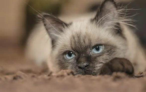 猫发抖是猫瘟