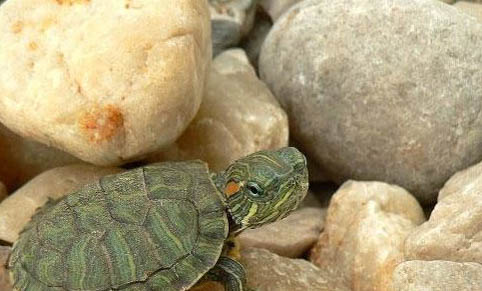 小巴西龟应该怎么养