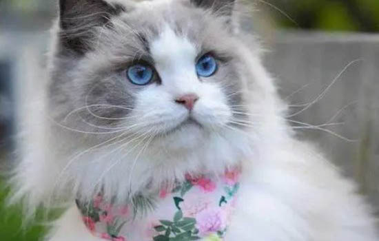 猫咪能上高铁吗?