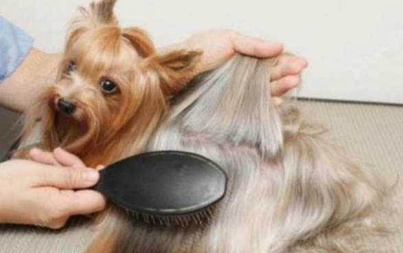 小型宠物犬的品种大全