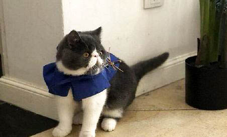 猫咪视力为什么那么好呢