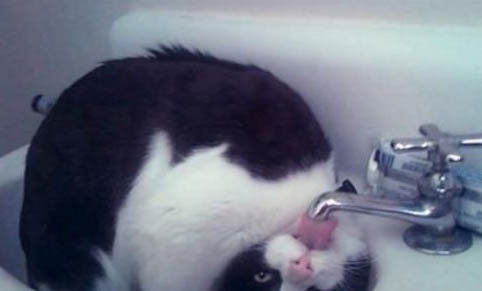 猫咪疫苗一共要打几针多少钱
