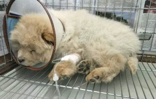 狗狗肚子胀气而且很硬