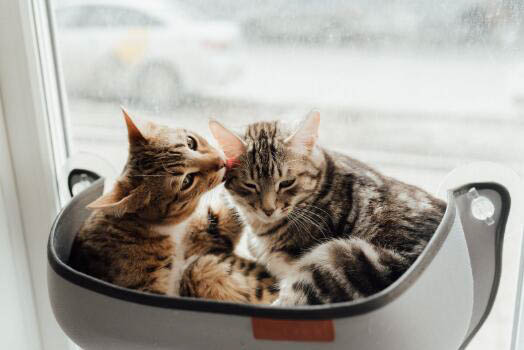 银渐层虎斑猫多少钱一只