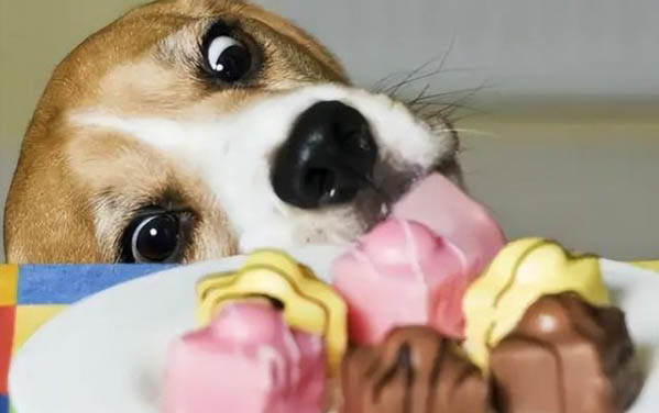 小狗可以吃奶油雪糕吗？