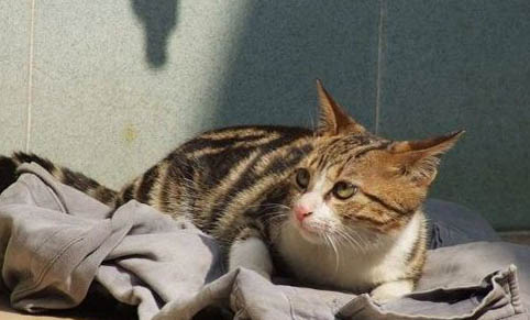 摸了流浪猫会有跳蚤么