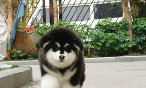 怎么挑选幼犬