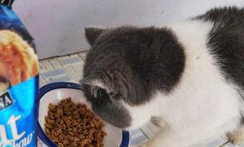 猫天天晚上叫是什么情况