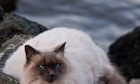 猫咪大清早叫