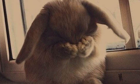 宠物兔大概能活多久