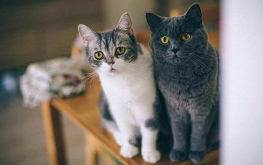 请问猫咪呕吐的原因及处理方法?