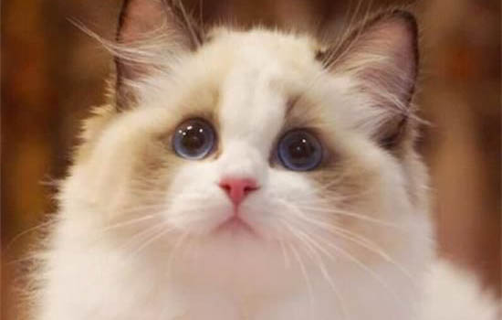 布偶猫要养多久才粘人