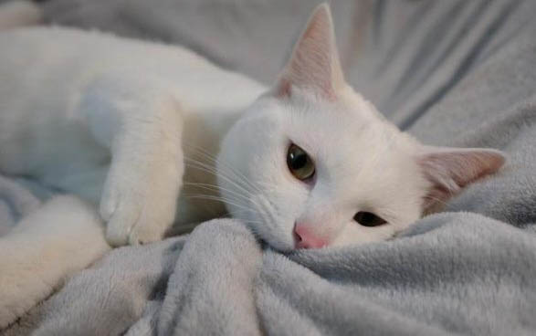 小猫腿瘸一般多久恢复
