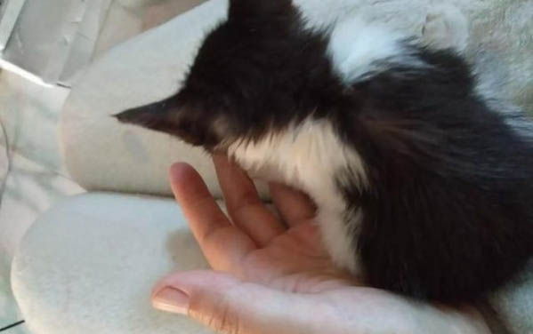 围绕猫咪叹气的原因及处理方法