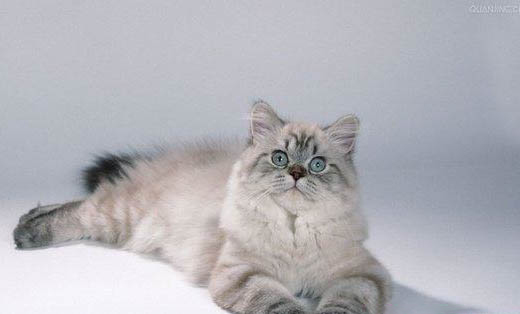 猫咪一定要吃罐头吗