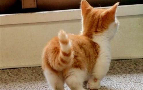 请问猫咪呕吐的原因及处理方法?