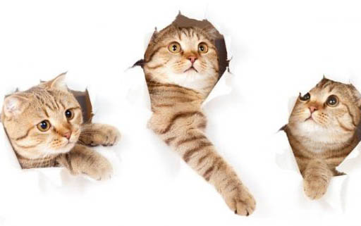 猫咪能吃鱼骨头吗