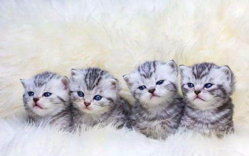 小猫晚上叫不理它可以吗
