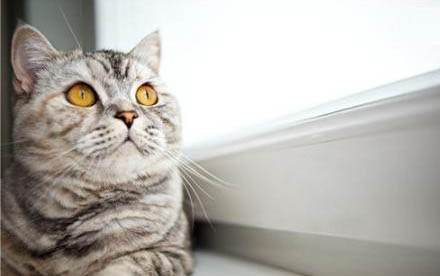 英短猫猫眼睛为什么会流眼泪？