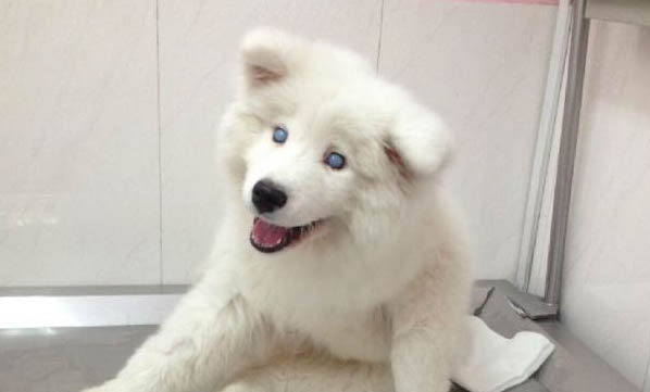 买狗狗去哪个网站买可靠