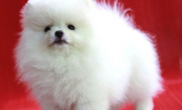狗狗心衰能活多久?